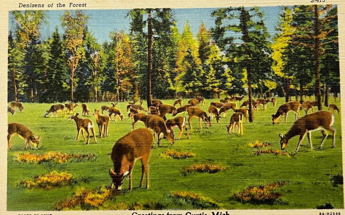 Curtis - Vintage Postcard (newer photo)